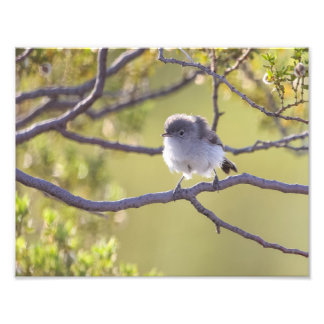 Foto Pássaro no galho (Bushtit)