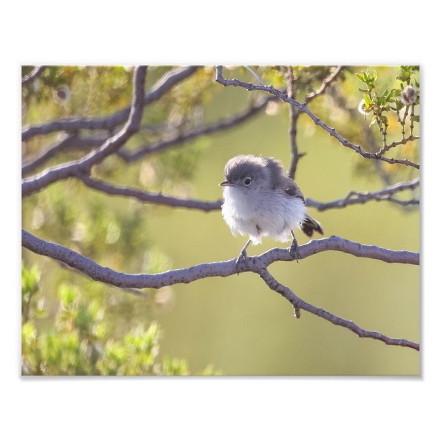 Foto Pássaro no galho (Bushtit) (Frente)