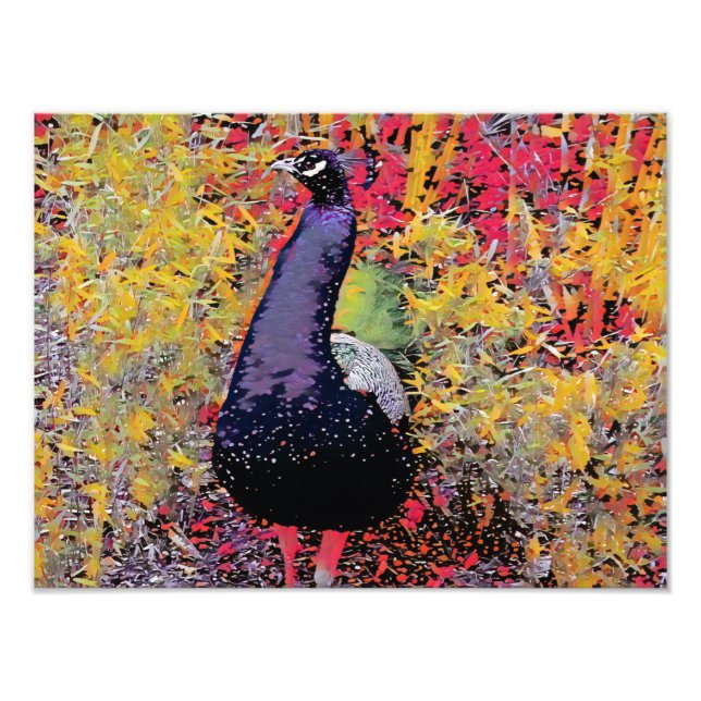 Foto Pássaro Peacock Colorido (Frente)