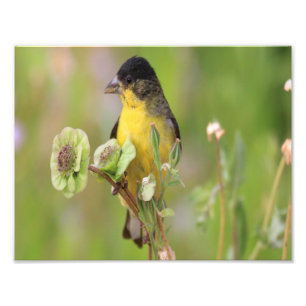 Foto Pássaro-rei macho empoleirado em flores