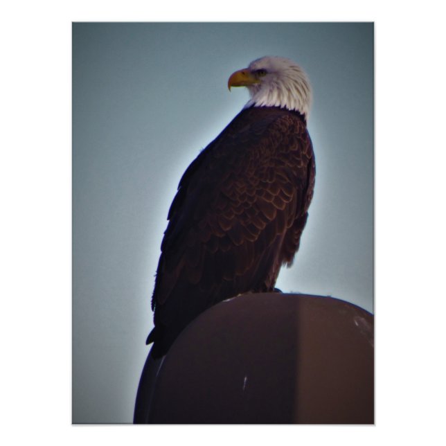 Foto "Pássaro Superior" (Frente)