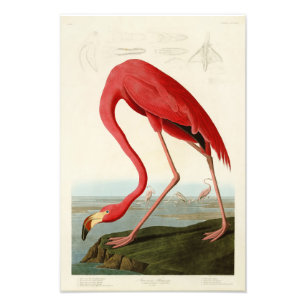 Foto Pássaros americanos de John Audubon do flamingo d