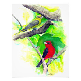 Foto Pássaros-anões-escarlate Pássaros Pássaros Pintand