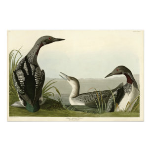 Foto Pássaros de Audubon com trote negra