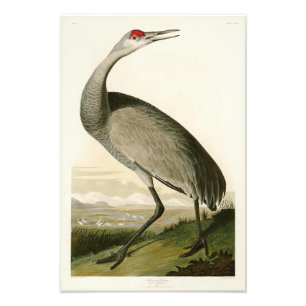 Foto Pássaros de John James Audubon do guindaste de