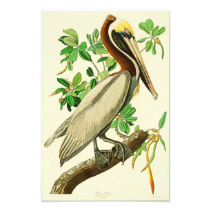 Foto Pássaros de John James Audubon do pelicano de