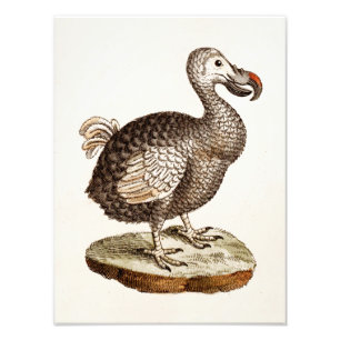Foto Pássaros do Dodo dos 1700s da ilustração do