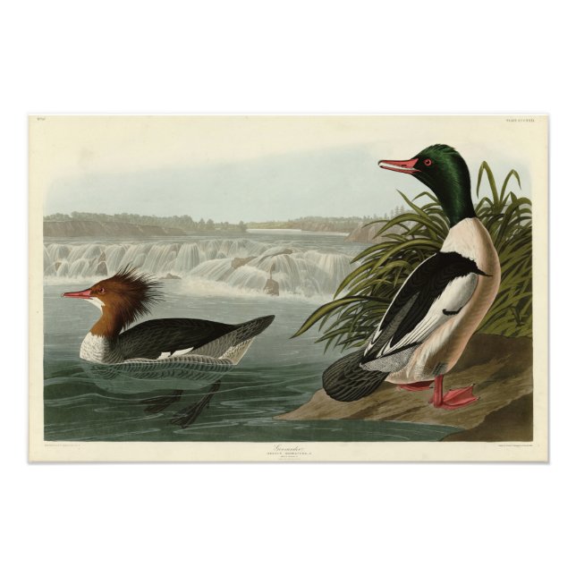Foto Pássaros do Goosander (Merganser comum) Audubon (Frente)