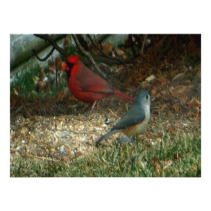 Foto Pássaros do Titmouse do Cardeal Vermelho