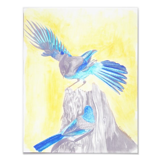 Foto Pássaros em um toco (Frente)