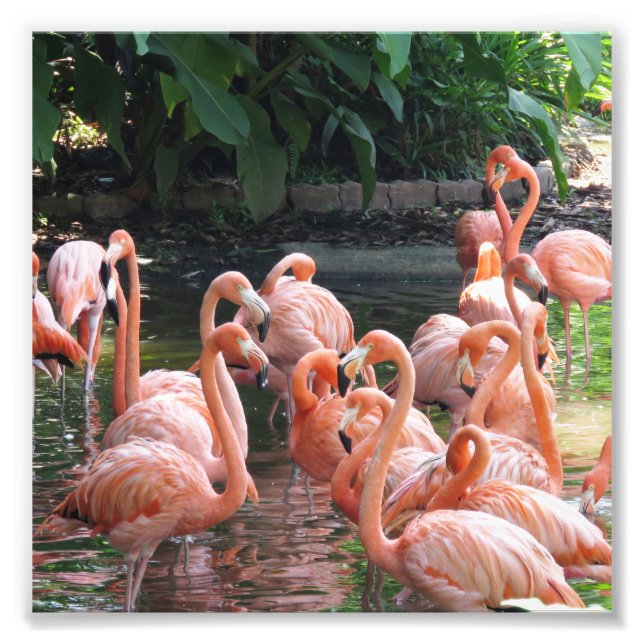 Foto Pássaros Flamingo, cor-de-rosa tropical (Frente)