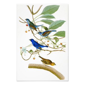Foto Pássaros Indigo Bunting John James Audubon da Amér