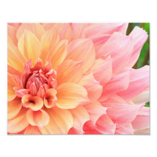 Foto Pastel Bonito, cor-de-rosa e prato amarelo, Dahlia
