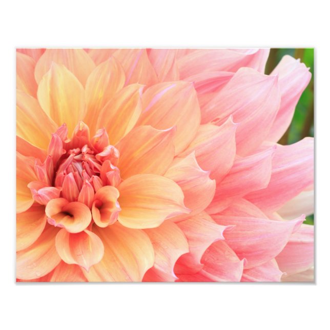 Foto Pastel bonito, rosa e prato amarelo Dahlia (Frente)