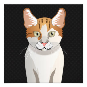 Foto Patas dos desenhos animados do gato Manx