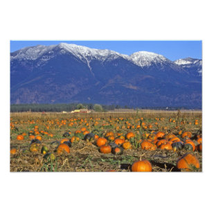 Foto Patch de Pumpkin em Montana em Flathead Valley