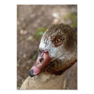 Foto Pato