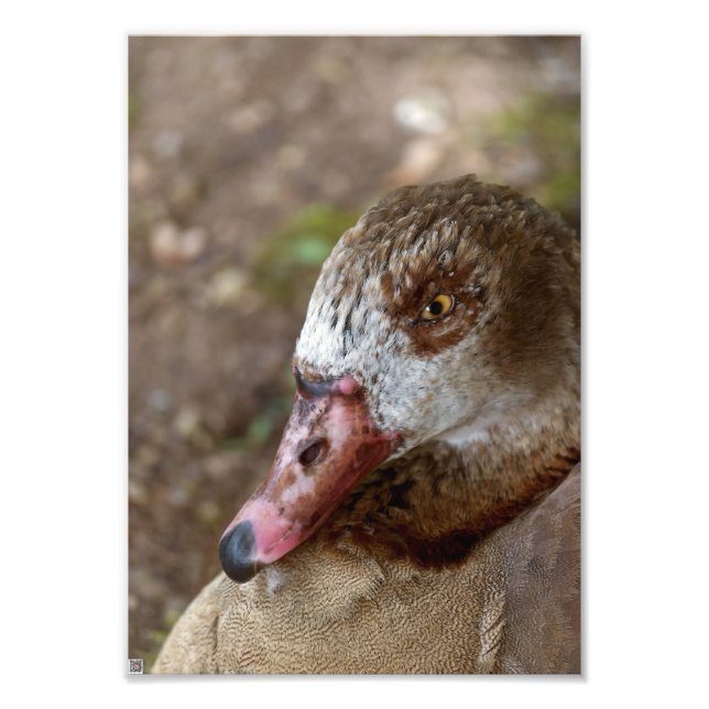 Foto Pato (Frente)