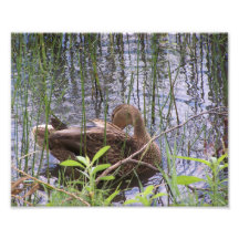 Pato A Pé Entre As Rastas.