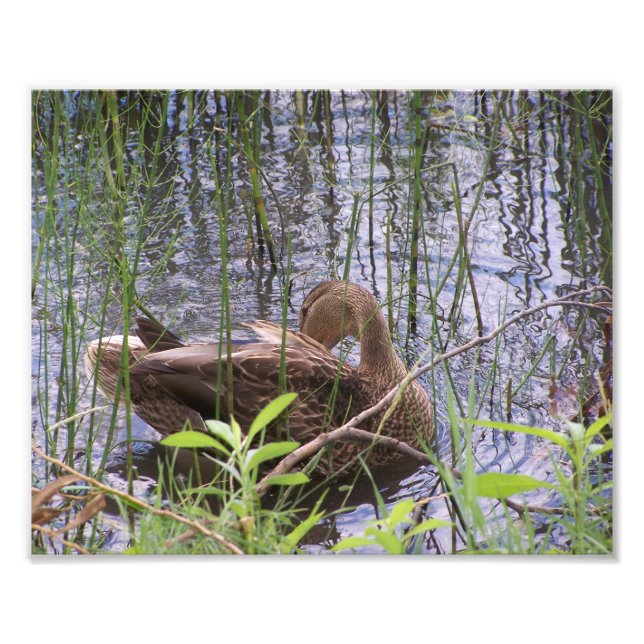 Foto Pato A Pé Entre As Rastas. (Frente)
