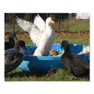 Foto Pato bonito de Pekin