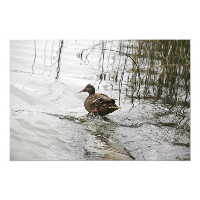 Foto Pato cinza no lago escuro (Frente)