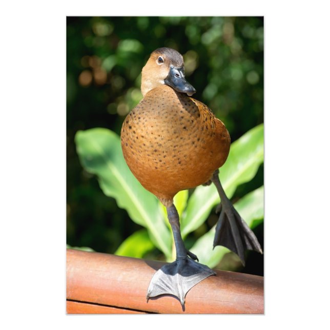 Foto Pato De Assobiação Fulvous No Caminho (Frente)