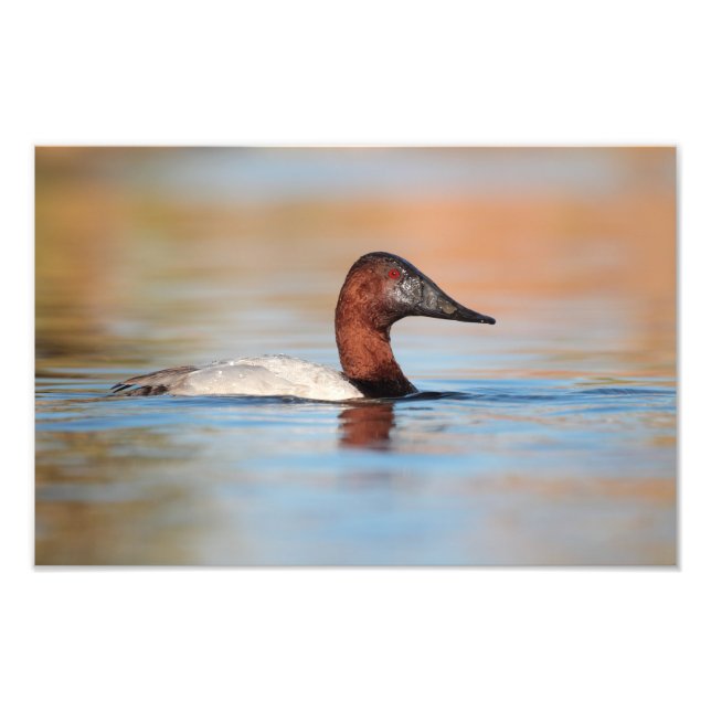 Foto pato de canvasback masculino (Frente)