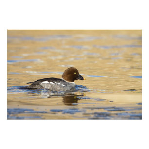 Foto Pato-de-Goldeneye