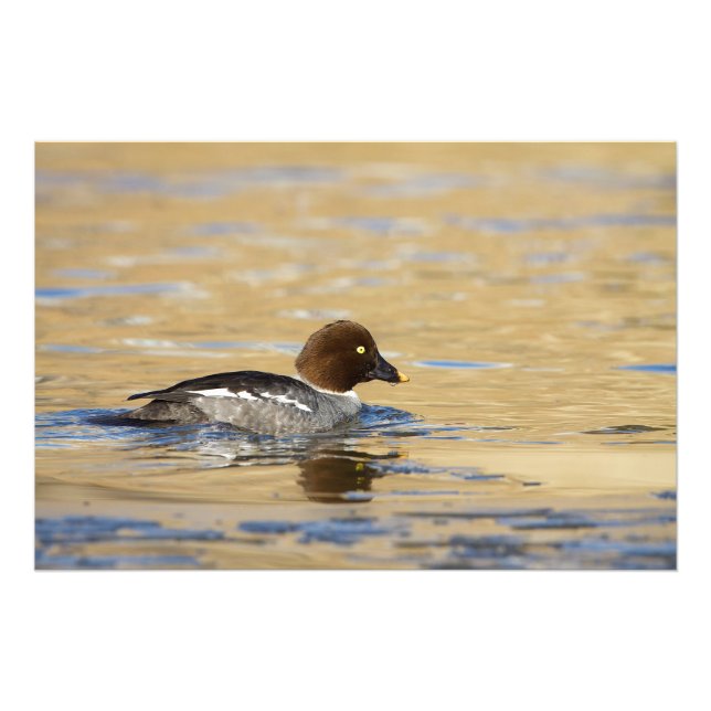 Foto Pato-de-Goldeneye (Frente)