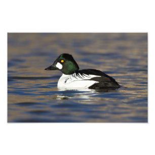 Foto Pato de Goldeneye masculino