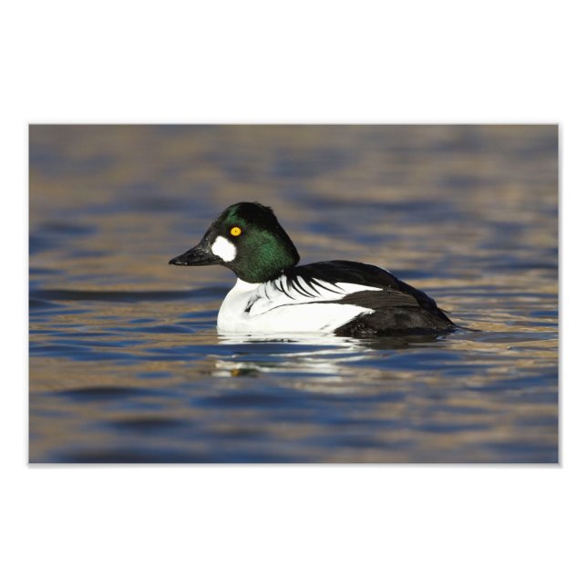 Foto Pato de Goldeneye masculino (Frente)