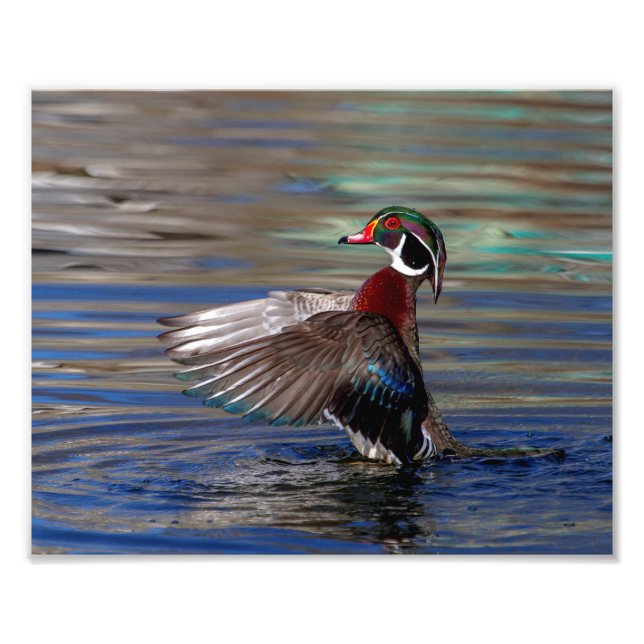 Foto Pato de madeira flapping 10x8 (Frente)