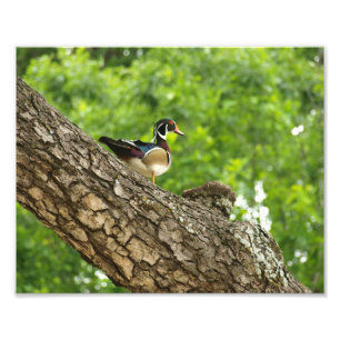 Foto Pato de madeira masculino no ramo fora do ninho
