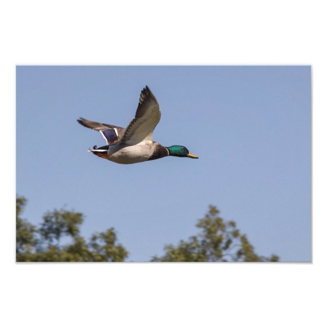 Foto Pato de Mallard em voo (Frente)