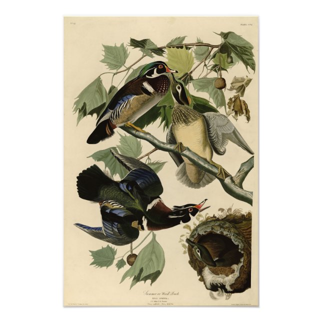 Foto Pato de Verão, Pato de Madeira, Pássaros da Améric (Frente)