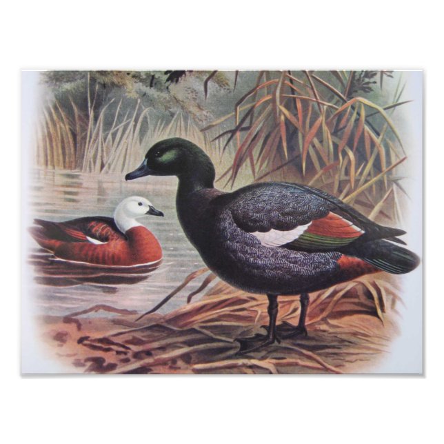 Foto Pato-do-paraíso Vintage (Frente)