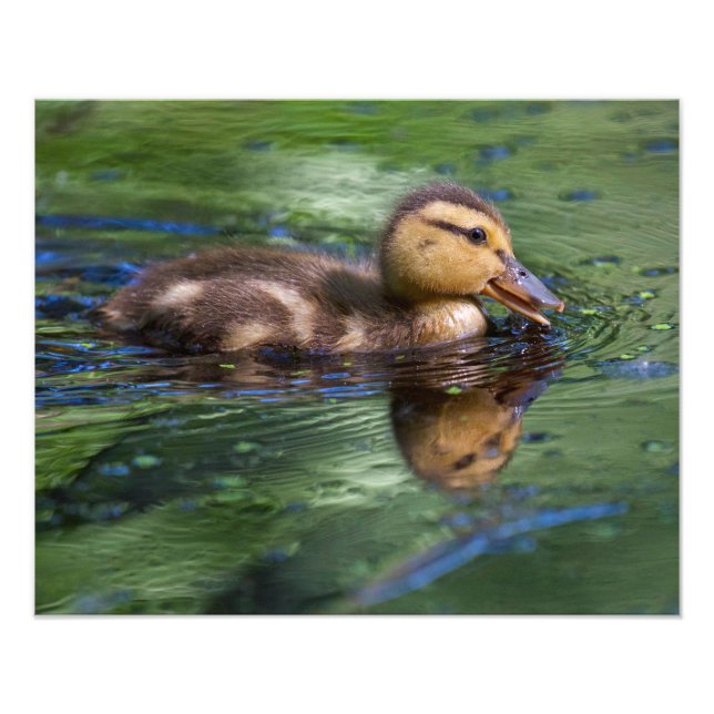 Foto Pato em um Pond (Frente)