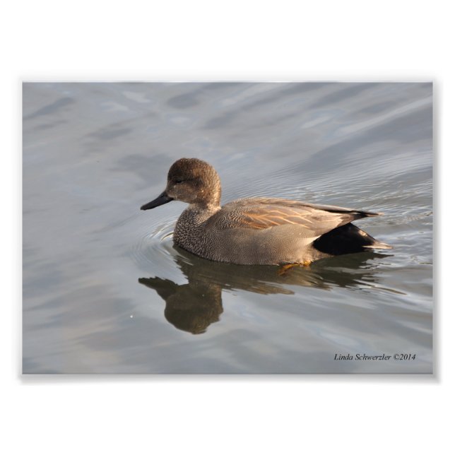 Foto Pato Gadwall 5X7 (Frente)