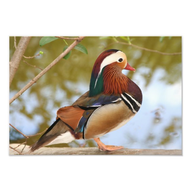 Foto Pato-mandarim (Frente)