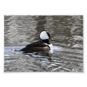 Foto Pato Merganser Hospedado 5X7