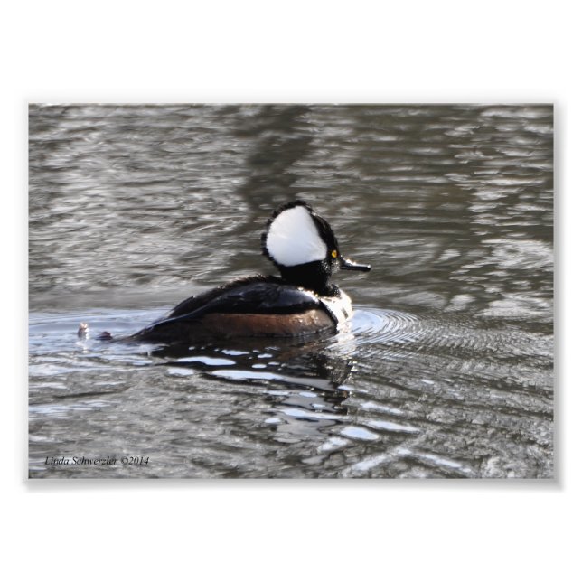 Foto Pato Merganser Hospedado 5X7 (Frente)