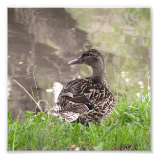 Foto Pato-real