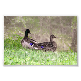 Foto Pato-real casal Watergazing