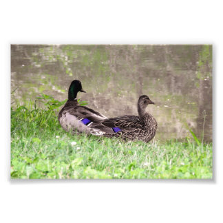Foto Pato-real casal Watergazing