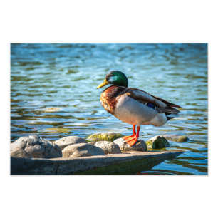 Foto Pato-real em Pé sobre Rochas da Margem do Lago