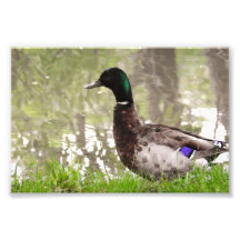 Pato-real Pensativo