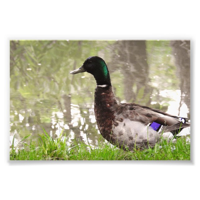 Foto Pato-real Pensativo (Frente)