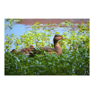 Foto Pato selvagem e Patinho-Natação por Shirley Tayl