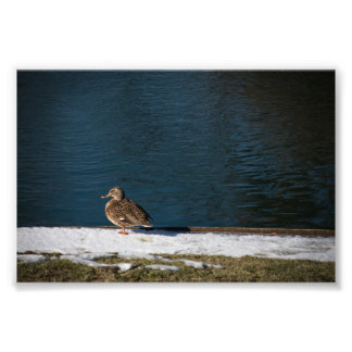 Foto Pato Solitário